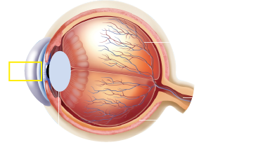 眼球構造