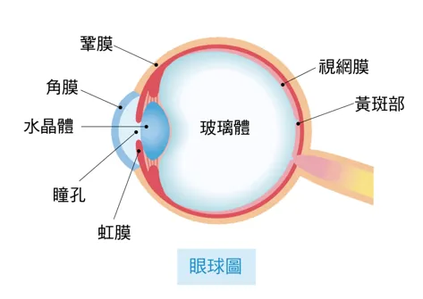 眼球圖