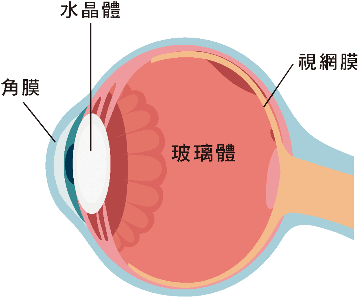 正常眼球