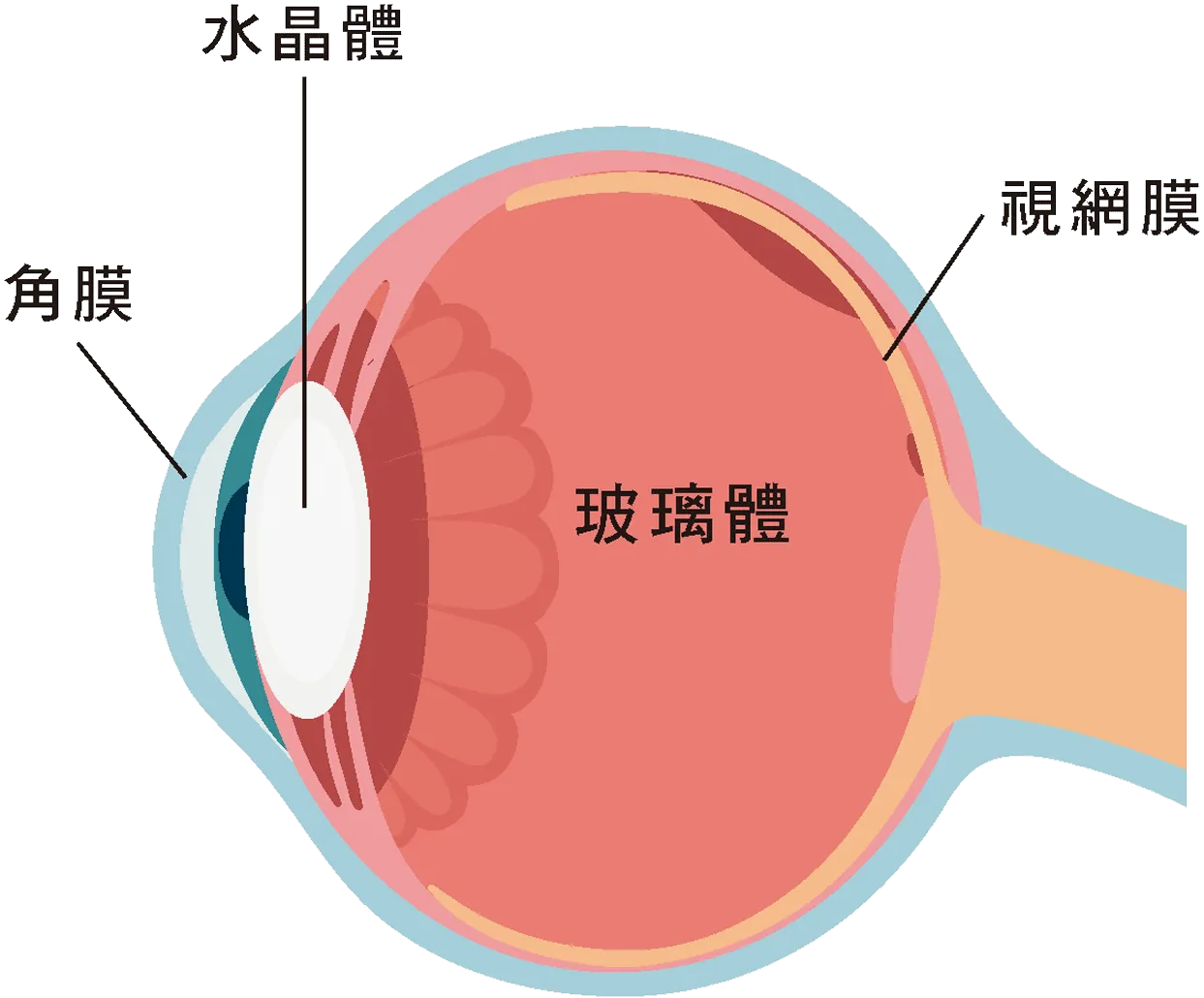 正常眼球