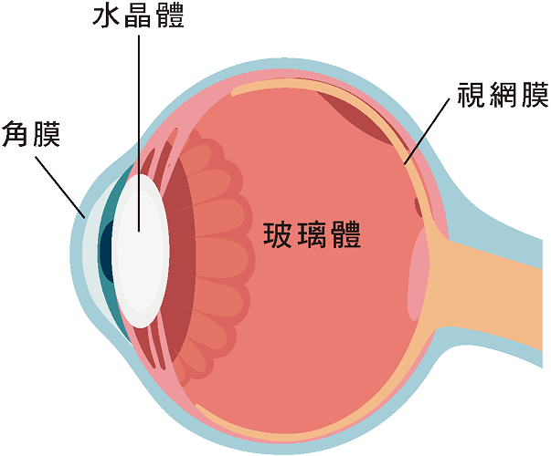 正常眼球