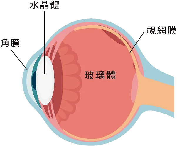 正常眼球